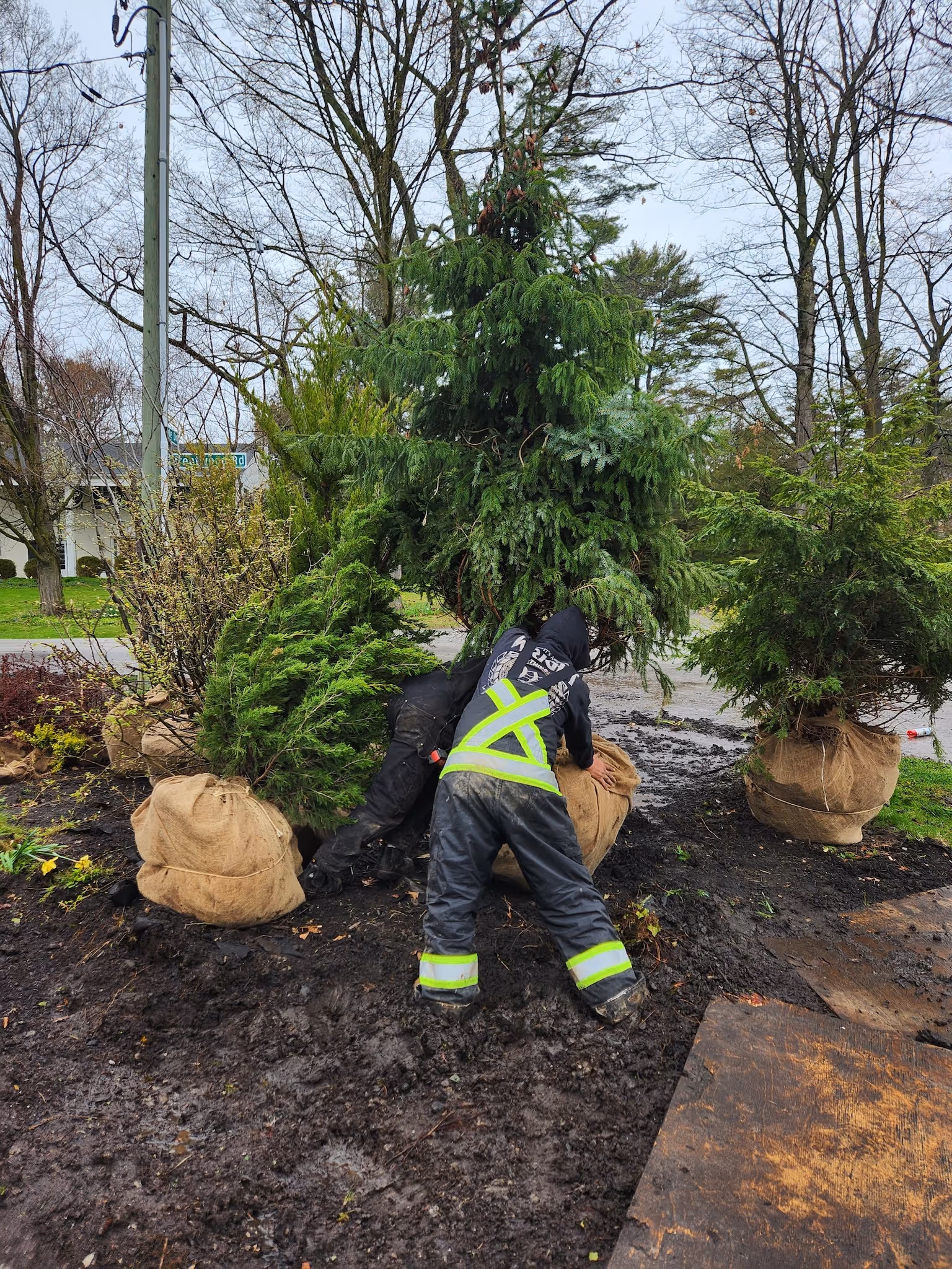 Environmentally focused Landcare garden planting
