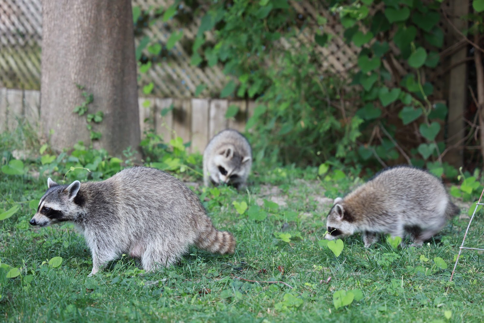 Why Do Critters Dig up your Lawn and What you can do about it