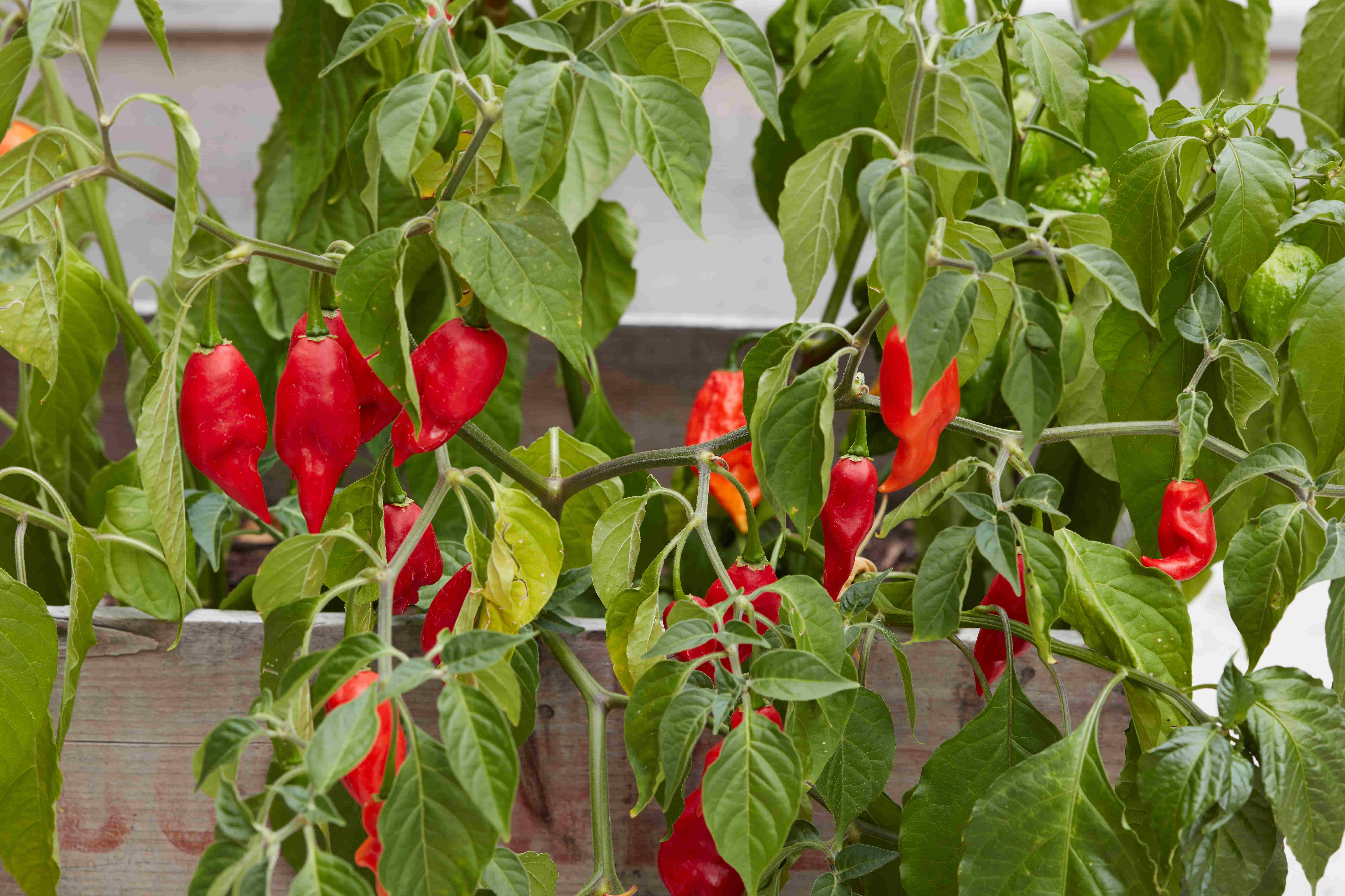 A Beginners Guide to Constructing a Vegetable Garden
