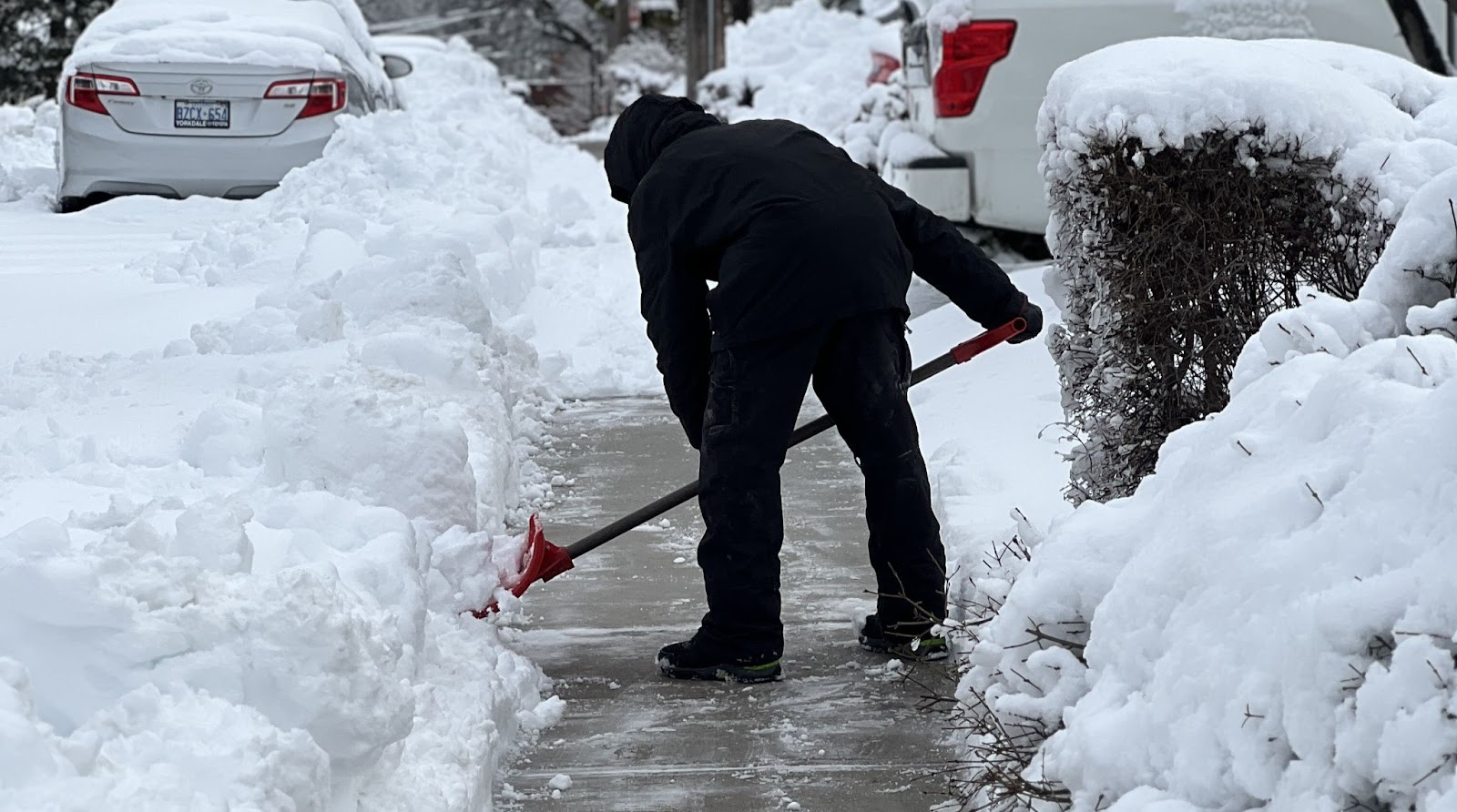 Winter garden protection and maintenance