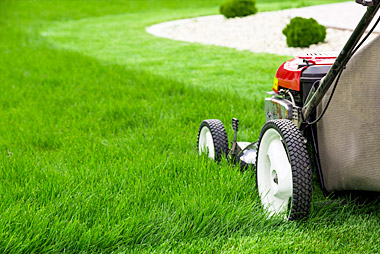 Healthy lawn after spring aeration